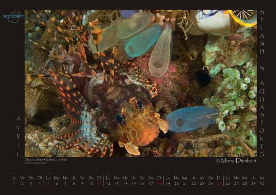 Wallpaper Splash April