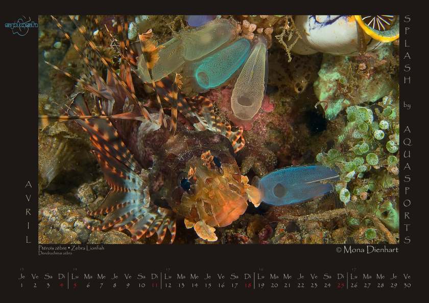 Wallpaper Splash April