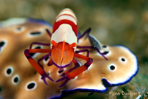 Hitchhiking emperor shrimp