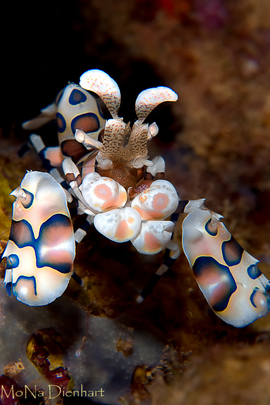Harlequin shrimp