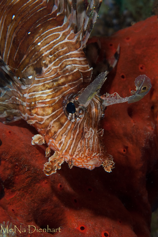 Lionfish