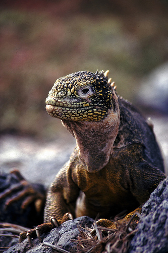 Iguana Iguana