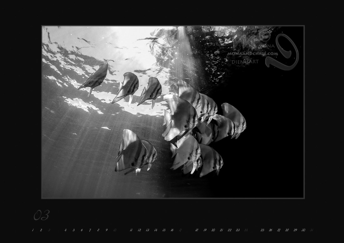 Wallpaper March 2013